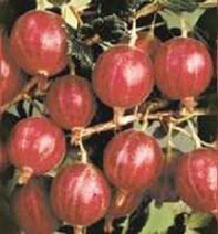 При высоком уровне агротехники с куста можно собрать до 14–15 кг ягод.